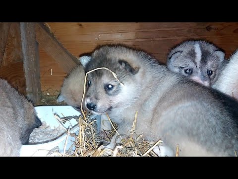 Видео: Щенки знакомятся с едой