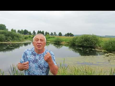 Видео: Э. Асадов "Пеликан"