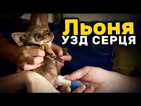 Видео: Льоня УЗД СЕРЦЯ