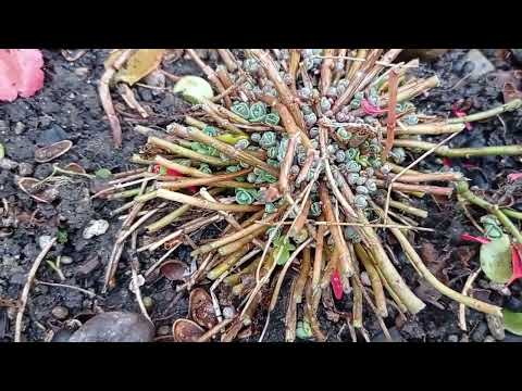 Видео: Любимый сад 🏡❤️🍁.