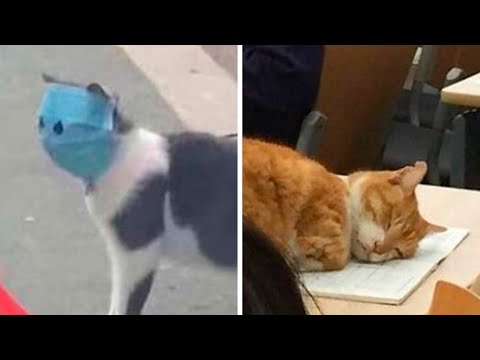Видео: Кошки захватили мир!
