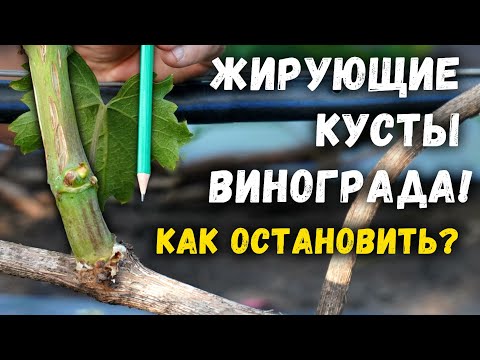 Видео: Как остановить жирование кустов винограда ?