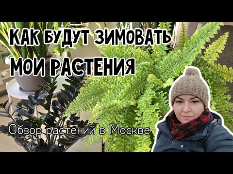 Видео: Обзор растений, которые остались в Москве на зимовку