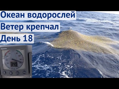 Видео: Водоросли вокруг, раздуло крепкий ветер | Трансатлантика день 18