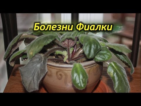 Видео: Частые болезни Фиалок (Сенполий) и способы их лечения!