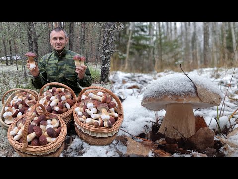 Видео: ГРИБНИК ЗАШЁЛ В ЛЕС И ВПАЛ В СТУПОР ТАКОГО НЕ ОЖИДАЛ ! ГРИБЫ ЗИМОЙ? ДА ЛАДНО