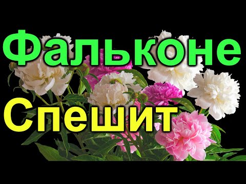 Видео: Фальконе. Спешит