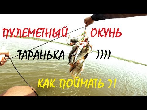 Видео: Пулеметный окунь или как поймать на тараньку