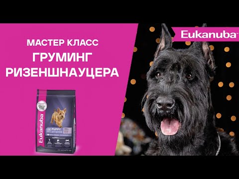 Видео: Груминг РИЗЕНШНАУЦЕРА