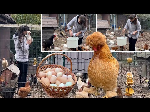 Видео: ЭТОТ ДЕНЬ УВЕЛИЧИТ КОЛИЧЕСТВО ЯИЦ 🐥 Что нужно делать, чтобы куры не болели и хорошо неслись