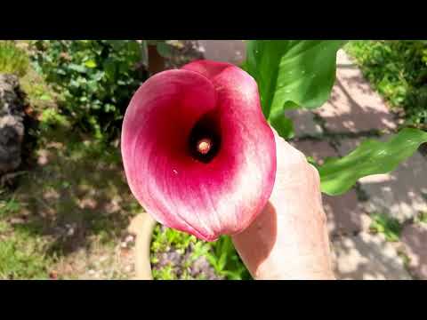 Видео: Шале и розы в горах Италии. Шашлык, кабачки,цветение граната, лилии.