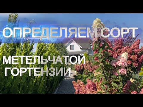 Видео: КАК ОПРЕДЕЛИТЬ СОРТ ГОРТЕНЗИИ | Узнать сорт гортензии по цветам