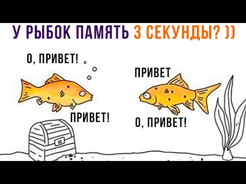 Видео: ПАМЯТЬ РЫБКИ 3 СЕКУНДЫ? ))) Приколы | Мемозг 1217