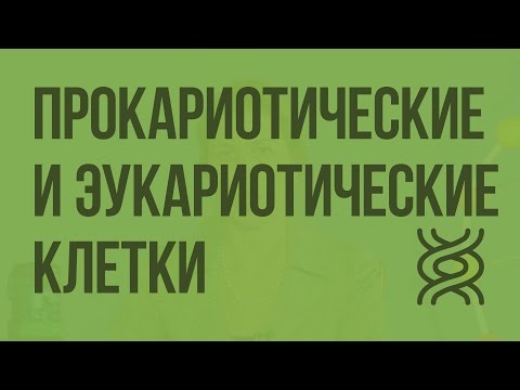 Видео: Сходство и различия прокариотических и эукариотических клеток. Видеоурок по биологии 10 класс