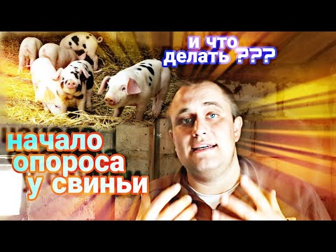 Видео: Как определить начало опороса (роды) свиноматки и что нужно делать при этом