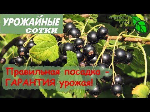 Видео: Вот ТАК надо сажать СМОРОДИНУ и КРЫЖОВНИК для большого урожая!
