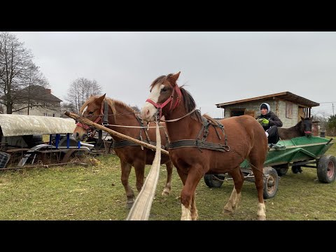 Видео: 🌪️Інтересний момент📸🫵 мая запряжена у парі🇺🇦📺