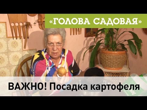 Видео: Голова садовая - ВАЖНО! Посадка картофеля