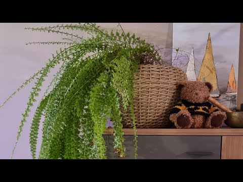 Видео: Монстера дубиа,  зелёные стены и новые кашпо из  искуственной лозы.