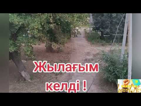 Видео: МИЯУЛАҒАН ИТ КӨРДІҢДЕРМА ҚАЗАҚТАР?? 😨🤦‍♂️🤦‍♂️
