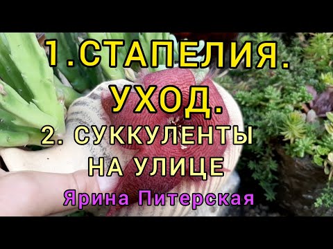 Видео: 1.СТАПЕЛИЯ. УХОД.  ПОЧЕМУ ОТПАДАЮТ ЦВЕТЫ.  2. СУККУЛЕНТЫ НА УЛИЦЕ. СЕДУМЫ, КАКТУСЫ.