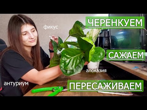 Видео: Черенкуем, Сажаем и Пересаживаем. По ленивому ))