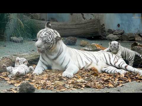 Видео: Озорная Цуки и нежный Сигуре💖 Мама удерживает Цуки, когда она слишком разыгралась🤣