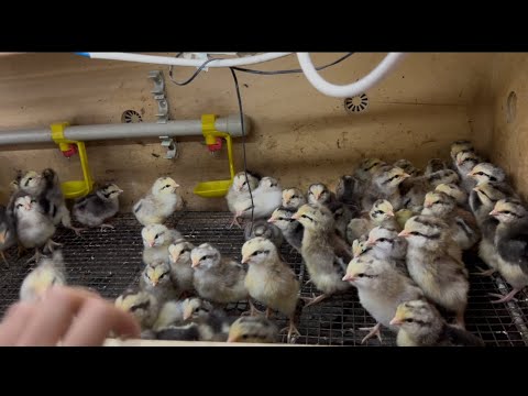 Видео: Балапан асырау. 🐣Сезонның аяқталуы.Үйде отырып жасайтын мини бизнес 😁