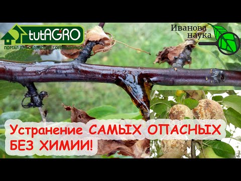 Видео: ХВАТИТ ХИМИЧИТЬ! Вот 3 СПОСОБА обойтись БЕЗ ХИМИИ при обработке САДА! Уйдут БОЛЕЗНИ и даже ТЛИ!