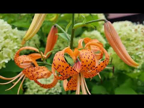 Видео: Прогулка по саду  в ИЮЛЕ: эхинацея и душица - плюсы и минусы.