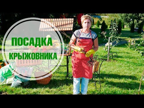 Видео: Посадка крыжовника осенью ✅  размножение крыжовника Хитсад ТВ