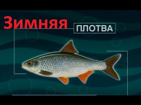 Видео: Диалоги о рыбалке - 114 - Ловля плотвы зимой.