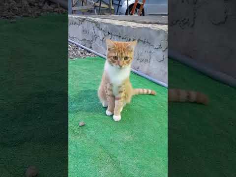 Видео: Мишуня
