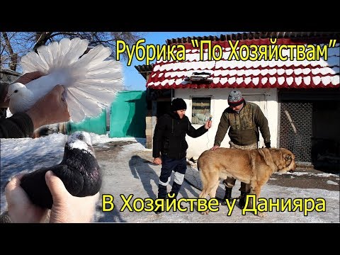 Видео: В Хозяйстве у Данияра - Среднеазиатская овчарка, охотничий бритон//Высоколетные бойные голуби