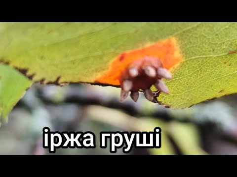 Видео: Іржа груші. Цикл розвитку, заходи боротьби.