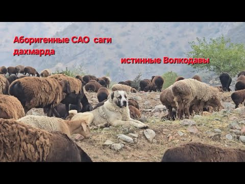 Видео: Аборигенные САО Таджикистана саги дахмарда из овцы разных пород на перегоне в горах