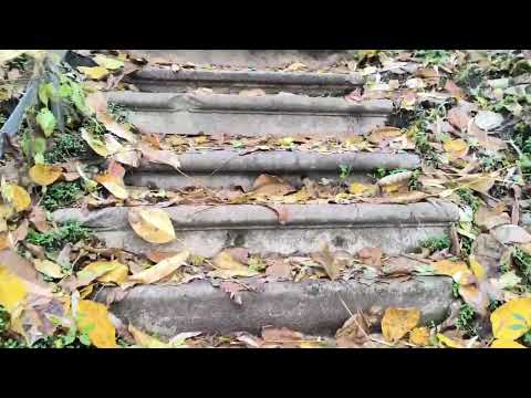 Видео: ШОРОХ ЛИСТЬЕВ... 