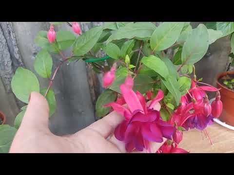 Видео: Фуксии. Обзор новых сортов в моей коллекции.