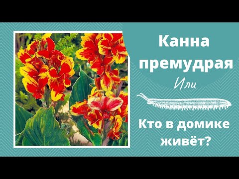 Видео: 01 03 21 Высадка КАНН