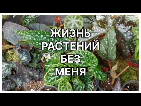 Видео: Как растения прожили неделю без меня