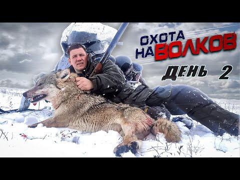 Видео: охота на ВОЛКОВ.   ВОЛЧИЦА УВЕЛА ЗА 50 км!