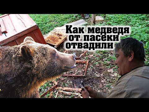 Видео: Защита пасеки от медведя.  Ставим шумовые растяжки.
