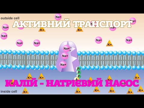 Видео: Активний транспорт. Калій-натрієвий насос. [RicochetScience]