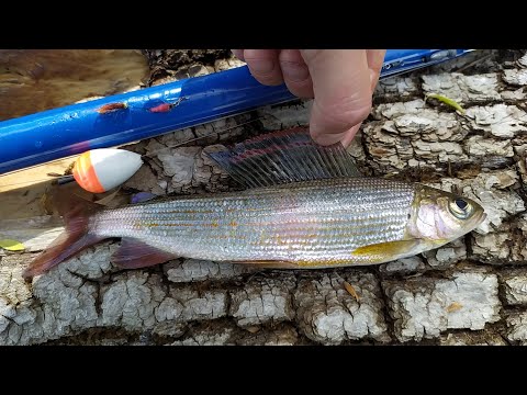 Видео: Рыбалка на горных  реках. Рыбацкая кухня. Иследование новых мест.