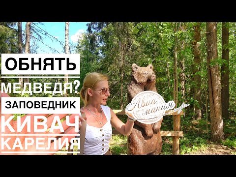 Видео: Карелия | Заповедник и Водопад КИВАЧ | Путешествие по Карелии на машине | Авиамания