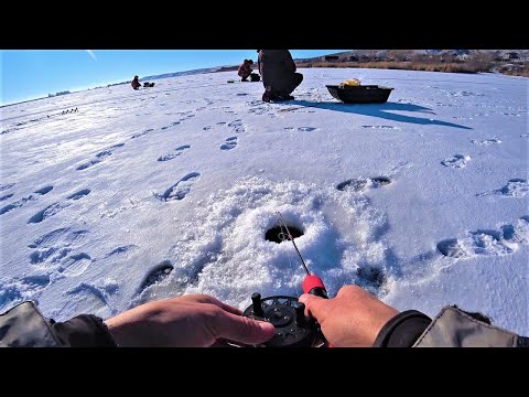 Видео: УДАРЫ как ШОКЕРОМ один за одним!!!! Зимняя рыбалка на судака