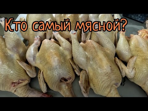 Видео: Самый быстрорастущий цветной бройлер. Мастер Грей или Ред Бро? Обзор томатов.