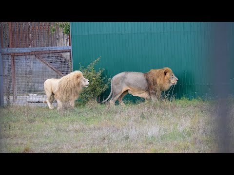 Видео: Главный прайд угощается, а заколёсники наглеют! Парк львов Тайган #тайган