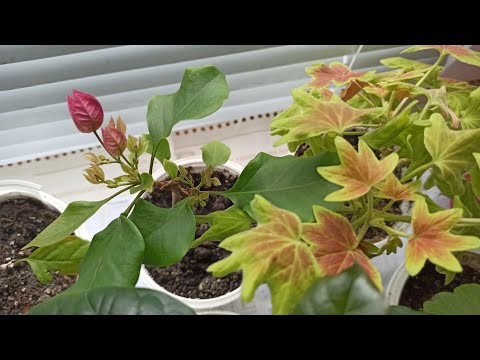 Видео: Обзор комнатных цветов (февраль - март 2022) свинчатка (плюмбаго), бугенвиллия, замиокулькас