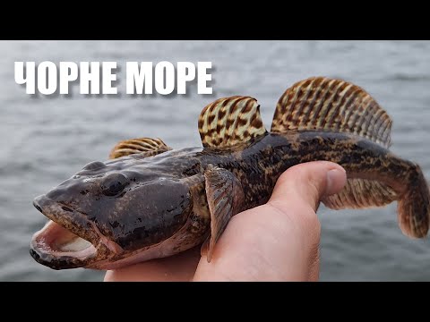 Видео: Чорне море. Ловля бичка на пляжі Ланжерон. Кнут, кам'янщик, піщаник на куряче м'ясо